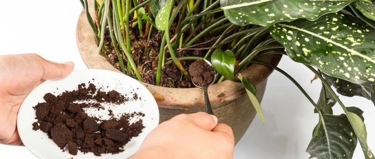 养花不要乱施肥，植物长不好时给肥会死得更快，看你用的哪种肥