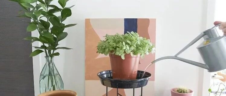 在屋里盆栽植物容易烂根黄叶，真不是植物难养，就是乱浇水导致的