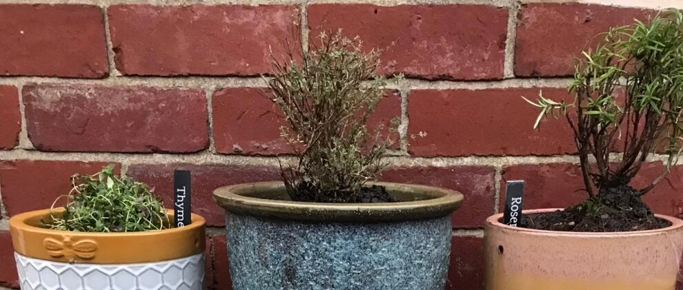 养死过植物的旧土是否能用来养花，教你“变废为宝”