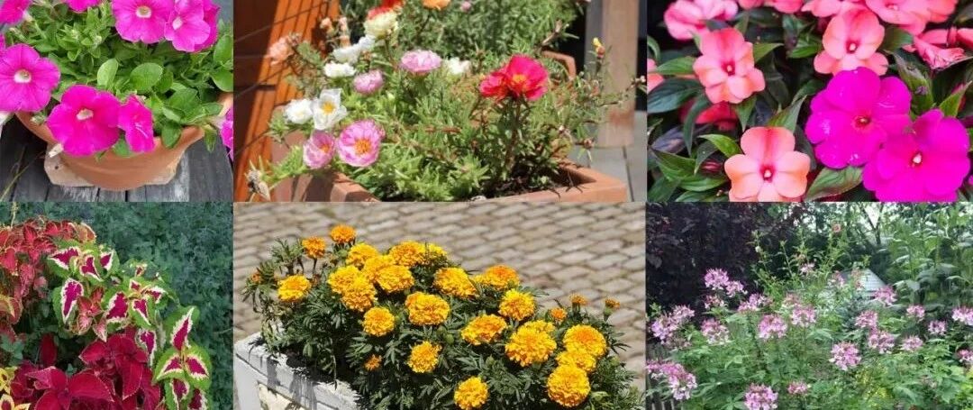 夏季开花鲜艳的花卉大搜罗，耐阴和耐晒的花都有，都值得养几盆