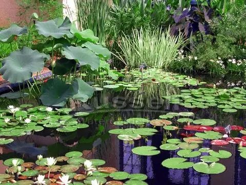 9種養在水中很難養死的水生植物 還能開出精致的花朵 尋夢新聞