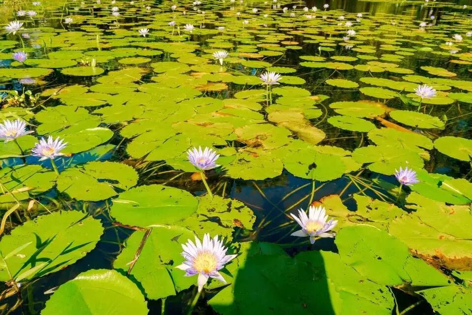 9種養在水中很難養死的水生植物 還能開出精致的花朵 尋夢新聞