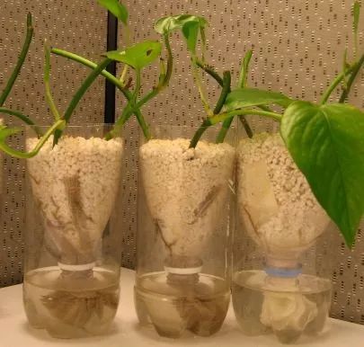 離家之後這幾個方法都能解救你的植物，自制簡易自動澆水技巧 生活 第4張