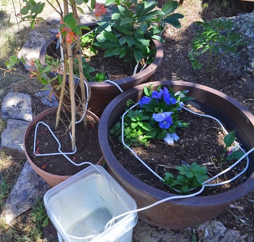 離家之後這幾個方法都能解救你的植物，自制簡易自動澆水技巧 生活 第6張