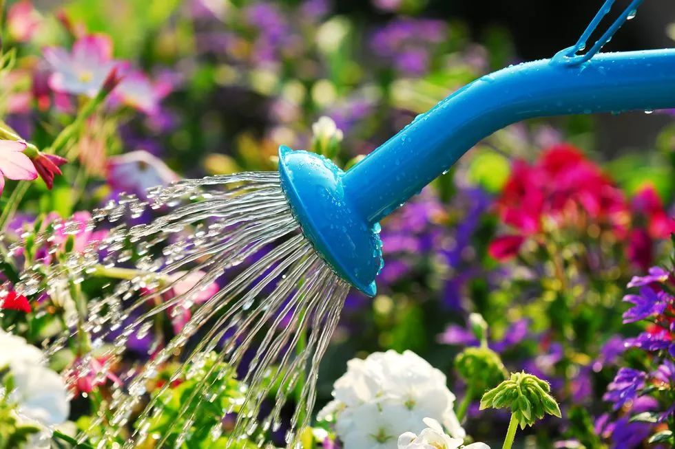 離家之後這幾個方法都能解救你的植物，自制簡易自動澆水技巧 生活 第3張