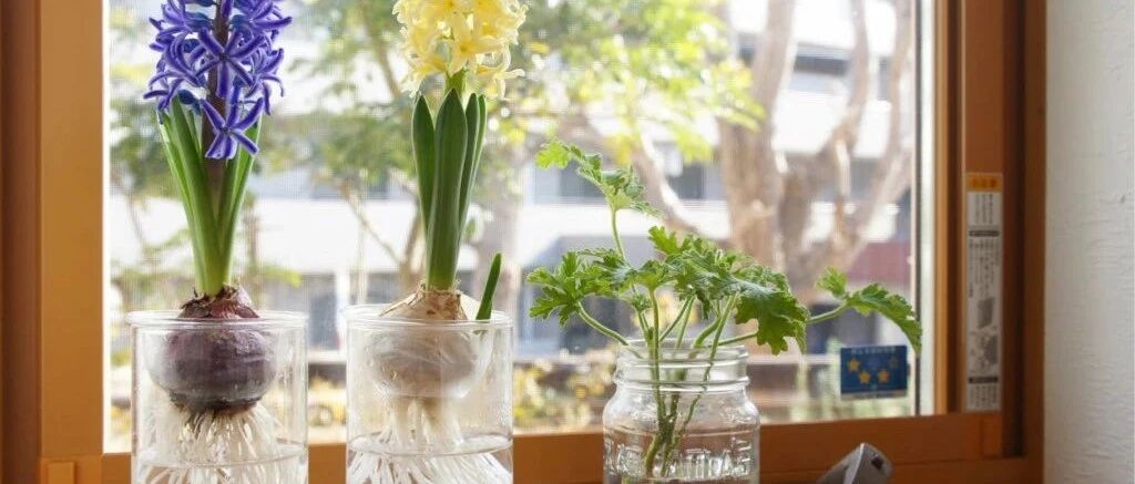 来看看各地花友在家布置的观叶植物，你觉得谁家的最美？