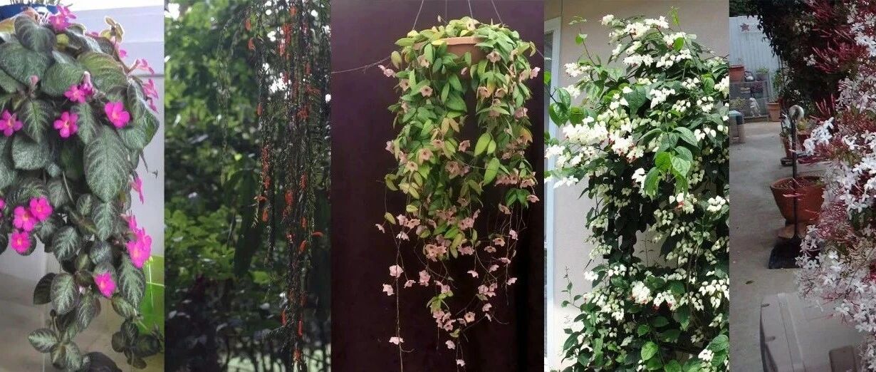 4种耐半阴的室内吊盆花卉，每天有些许阳光就能正常开花