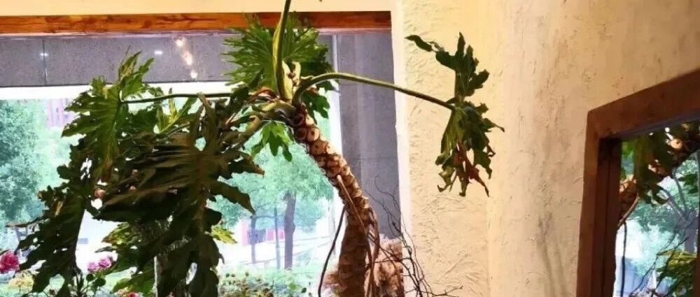 8种便宜好养的网红室内植物，适合新手栽培