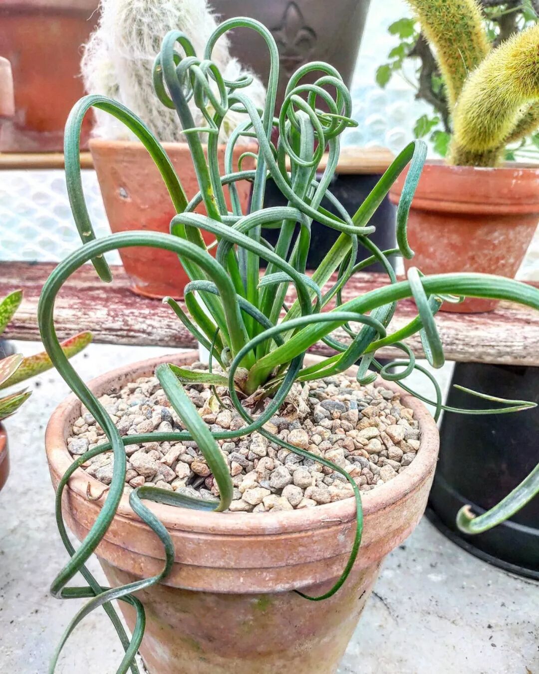 4种比较小众的高颜值观赏植物 适合养在室内 园艺新手也能养好 柠檬资讯