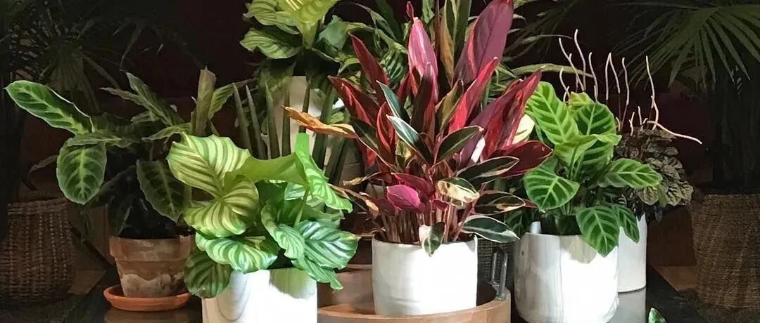 十种叶子斑斓的室内观叶植物，适合养朝东或朝北的阳台（附网购小贴士）