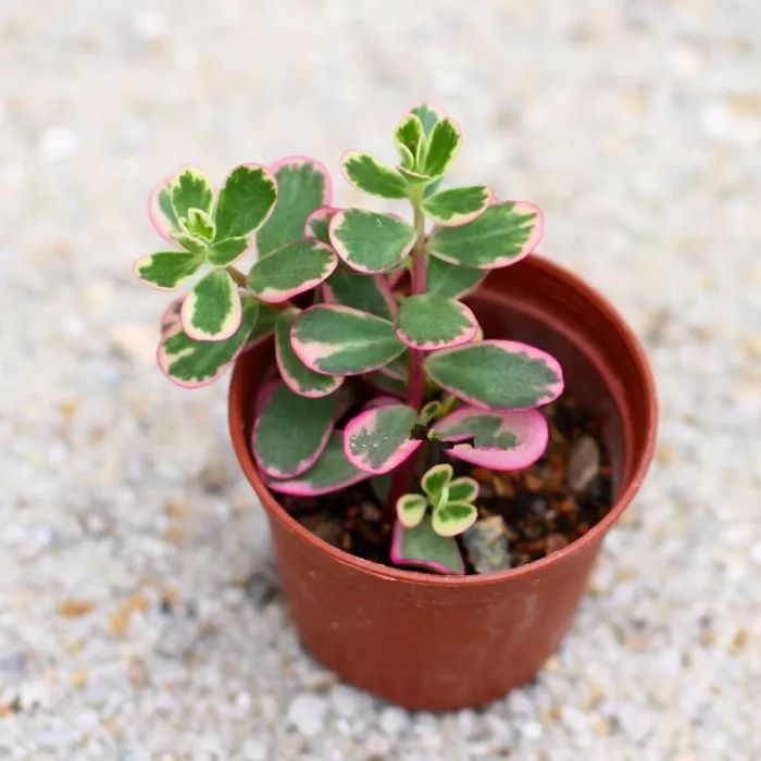 家裡沒陽光就養彩色葉子的植物，這7種葉片斑斕，適合養桌面上 家居 第2張