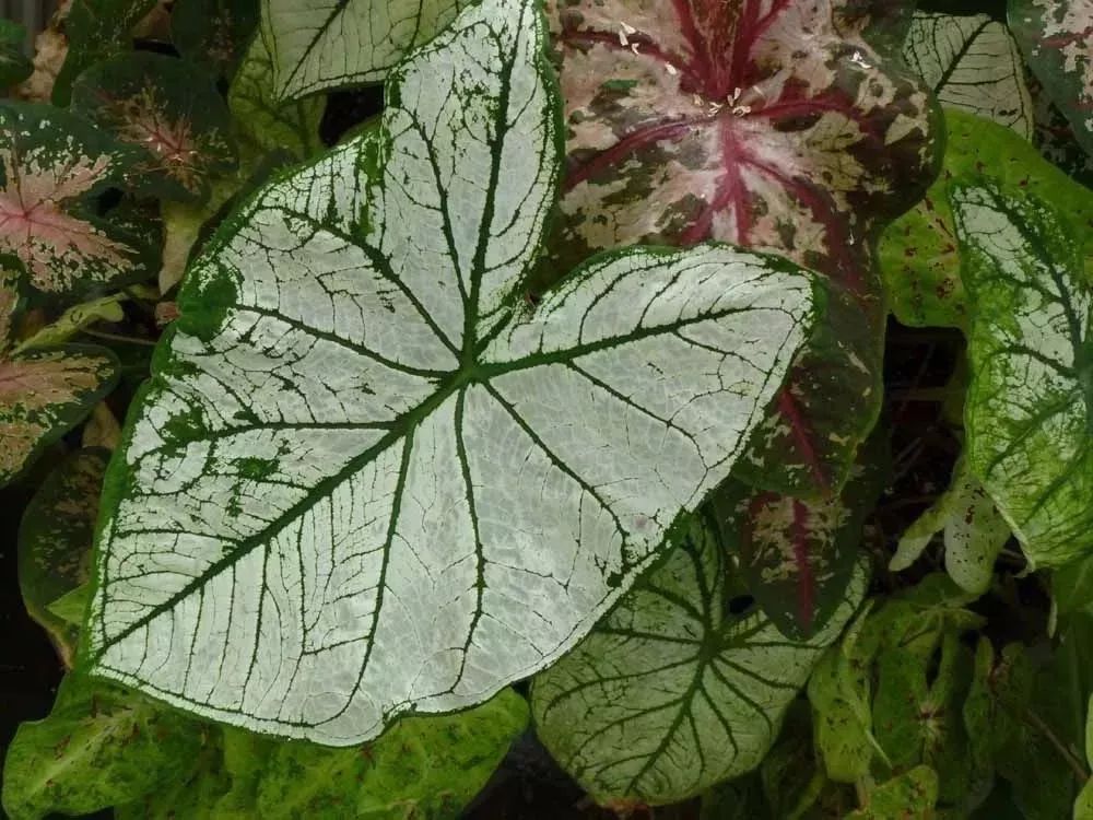 家裡沒陽光就養彩色葉子的植物，這7種葉片斑斕，適合養桌面上 家居 第8張