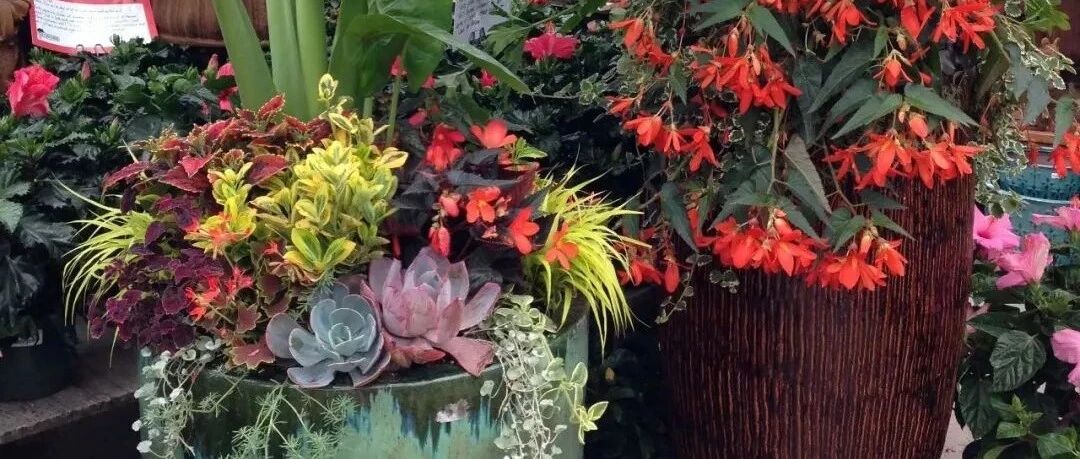 你家适合养哪些观赏植物，看完养花指南，室内和户外植物都能养好