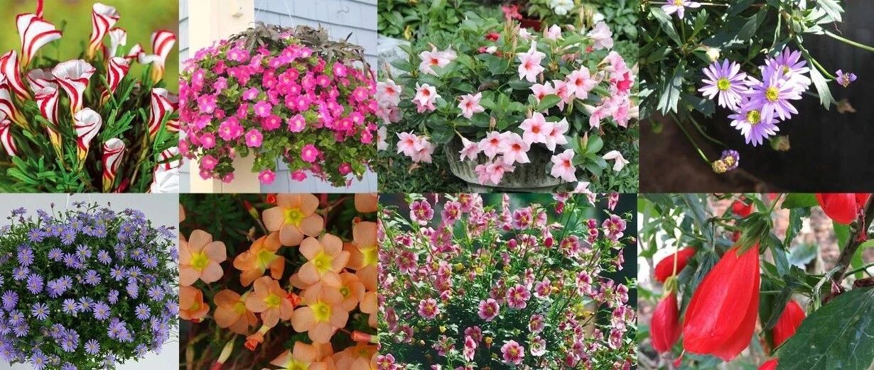 8种开花灿烂的观赏花卉，草本植物和灌木植物都有入选