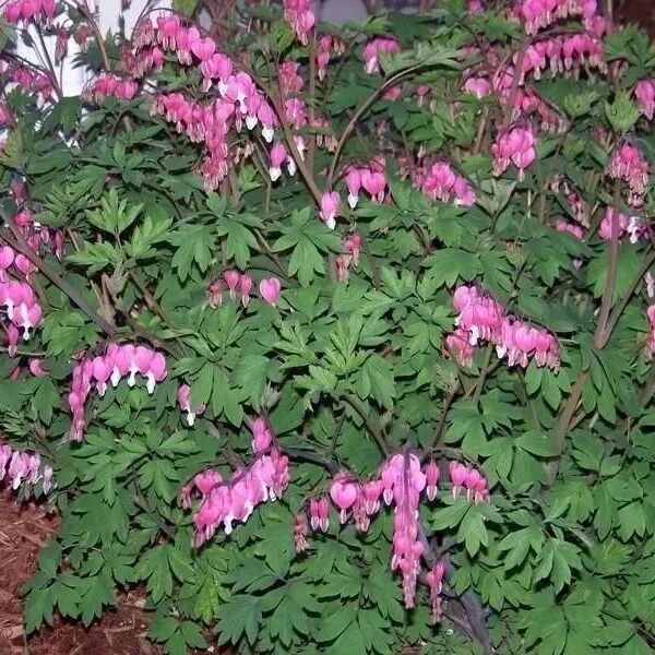 树荫下种些耐阴的观赏花，这几种不可错过，观赏性都不错