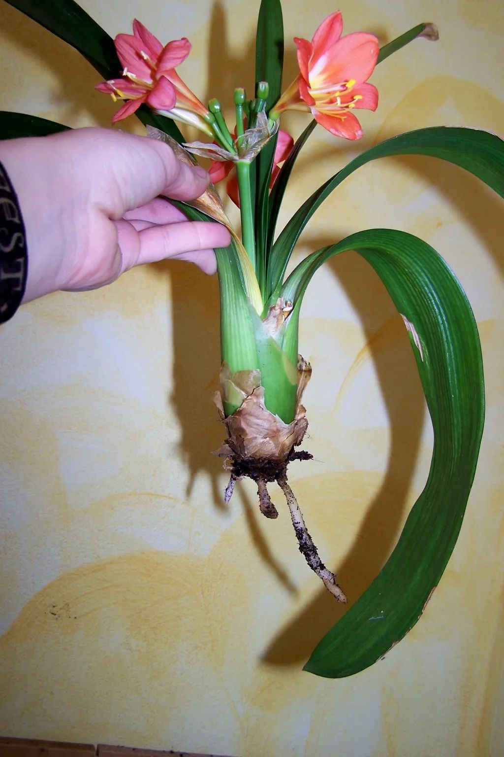 水苔能養好蝴蝶蘭，可挽救爛根的君子蘭，這麼有用的材料很少人懂 家居 第11張