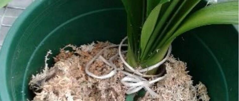 水苔能养好蝴蝶兰，可挽救烂根的君子兰，这么有用的材料很少人懂