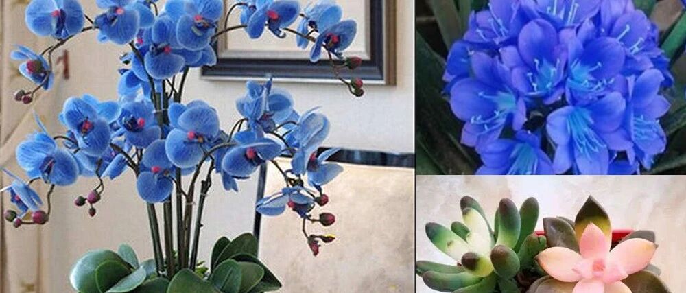 坑人的几种选花和养护技巧，别老被忽悠，买回家的植物要好好打理