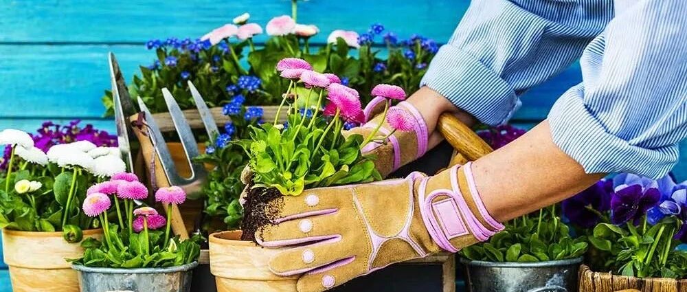 从买花到后期养护的新手指南，这6种情况都要学会正确处理