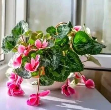 盆栽植物换盆移栽后，为什么容易出现植株萎蔫，这情况如何避免？