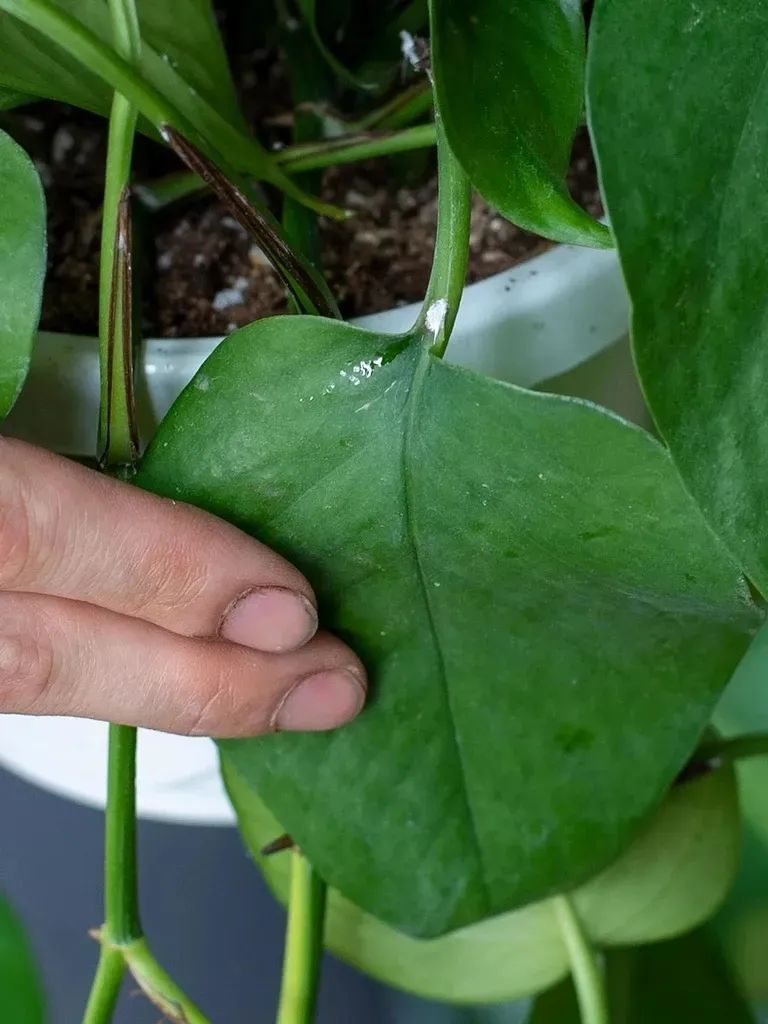 室内植物容易招惹的病虫害 为啥常年养家里的植物也会感染害虫 养花交流 二十次幂