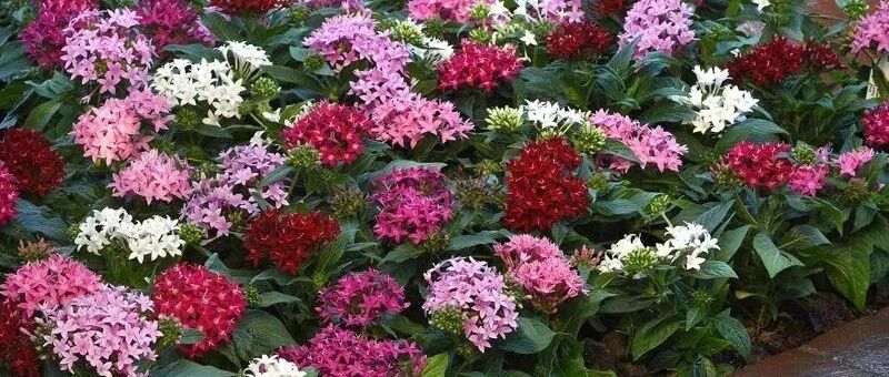 耐热耐晒的4种观赏盆栽，花量丰富，大多可四季不停开花