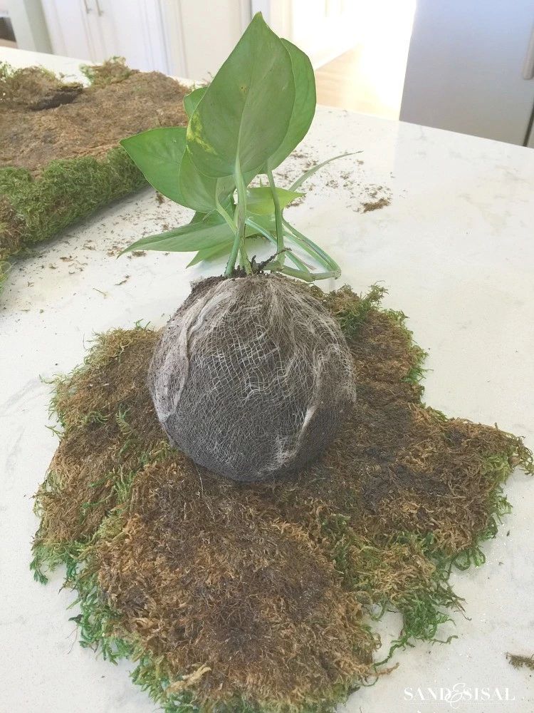 用水苔和麻绳制作可悬挂空中的景观植物 不需要花盆栽种 生活家 生活资讯 生活315 生活指南 生活品位 微信头条新闻公众号文章收集网