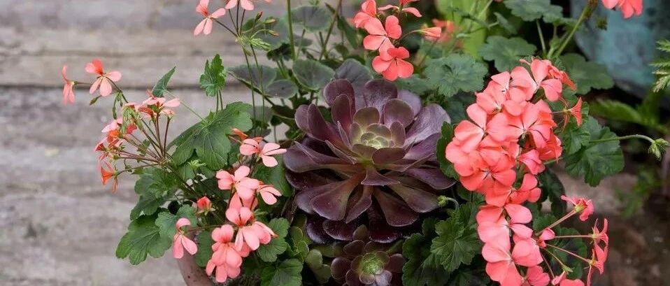 夏季高温合理地给盆栽植物浇水，避免滋生病虫害，有7个度夏技巧