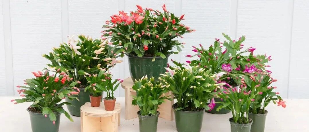 十五种适合养窗台或半阴阳台的开花植物，总有一种适合你养