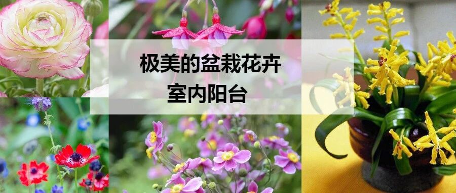 6种极其好看的盆栽花卉，植株矮小，花朵精美，可没多少人能养好