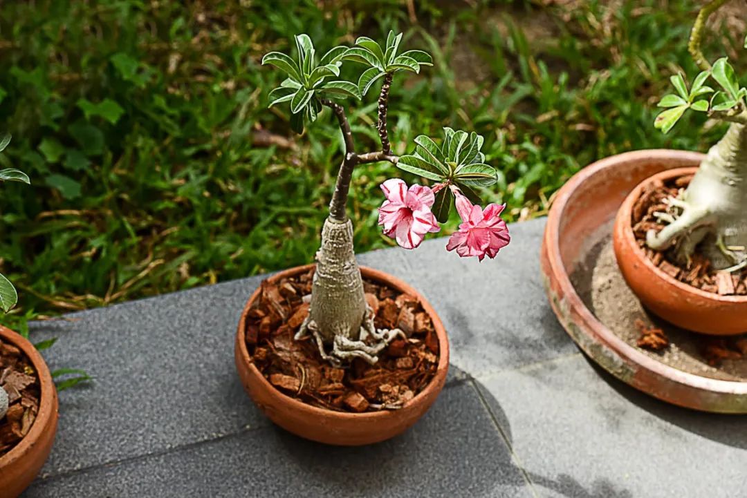 隻適合粗養的盆栽植物，特別怕水的植物，工作忙碌就適合養它們 家居 第15張