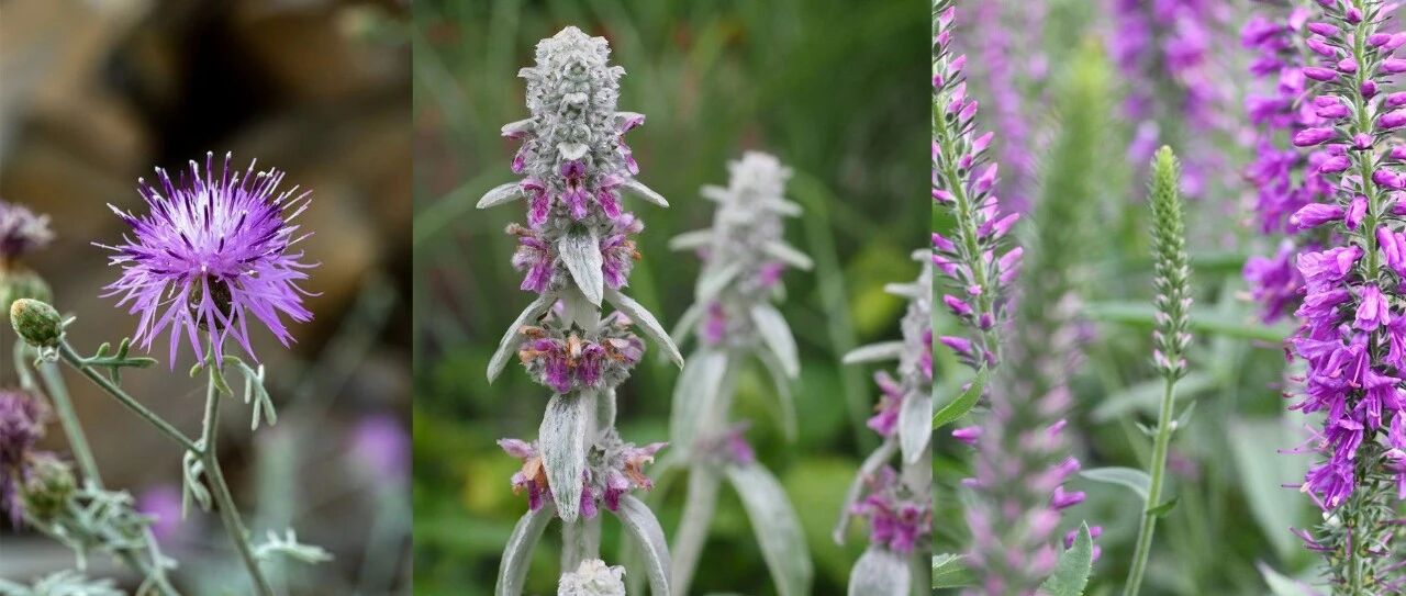 特别适合在户外地栽养护的6种银叶植物，花叶都独具观赏性