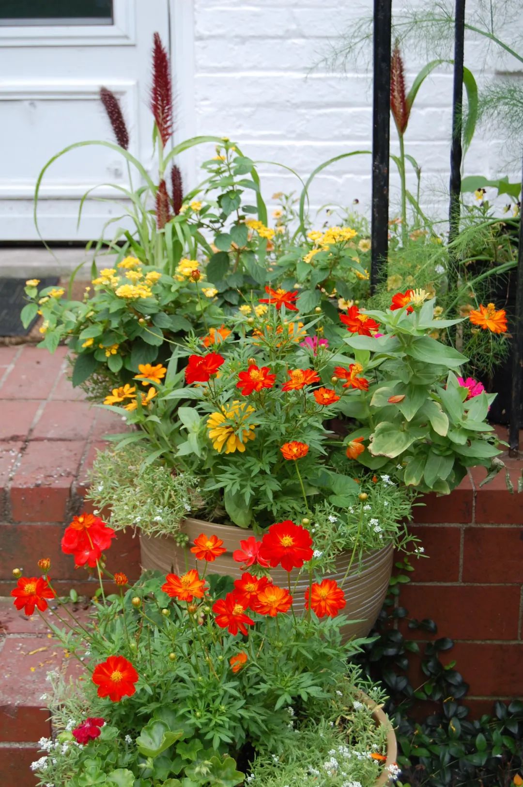 11种耐热耐高温的观花植物 阳光充足才好开花 遮阴处就养不好 养花交流 二十次幂