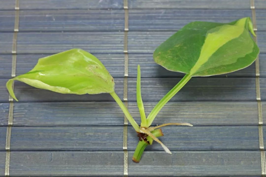 長得特別像綠蘿的心葉蔓綠絨，沒想到還有葉子斑斕的品種 家居 第8張