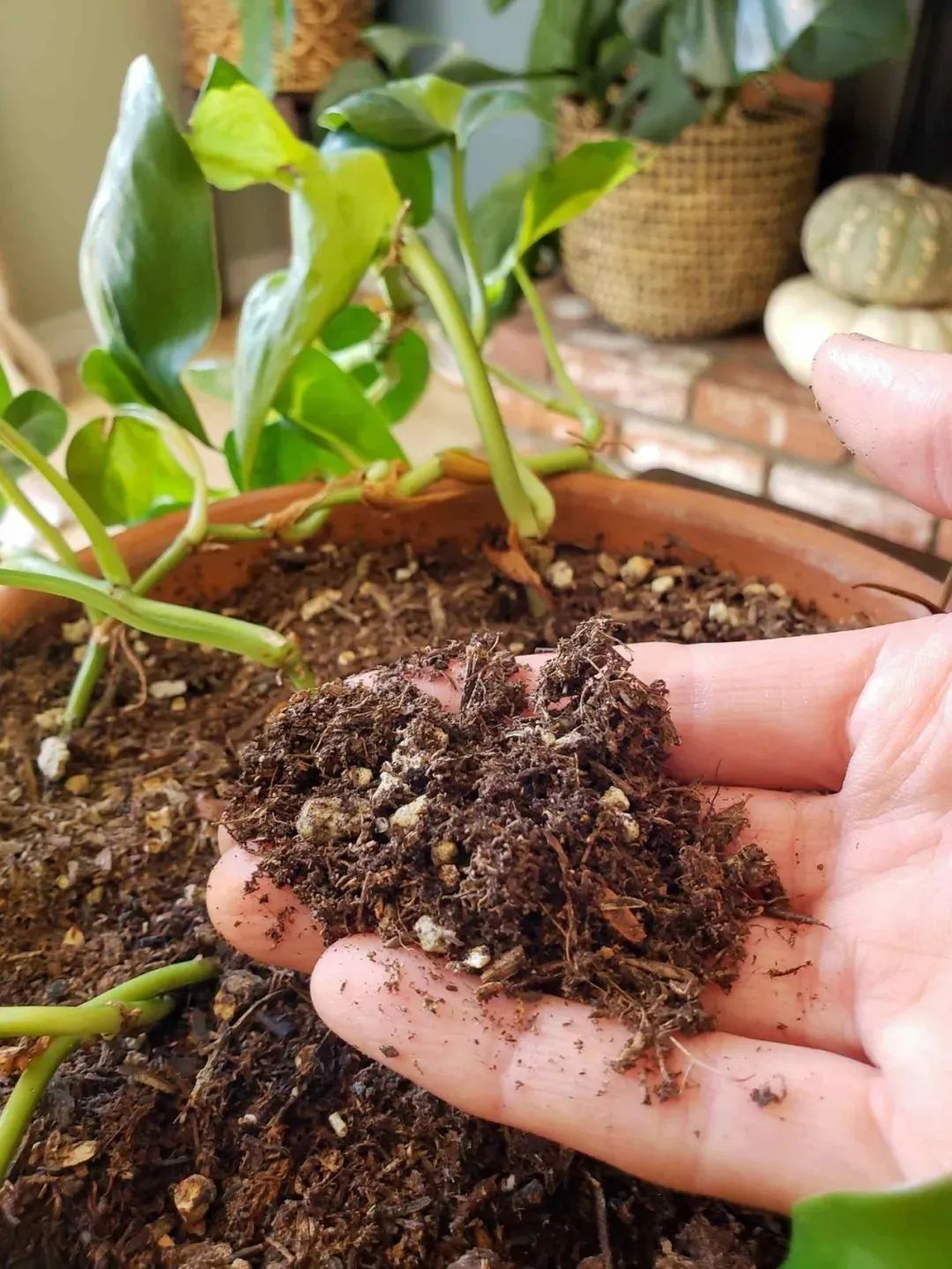 几个小技巧摆脱盆土里滋生的小黑飞 方法都很简单实用 易操作 养花交流 二十次幂