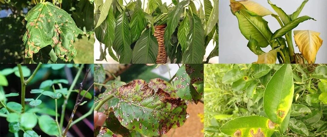 室内植物常见的10个不良症状，需及时处理，否则植物容易挂掉