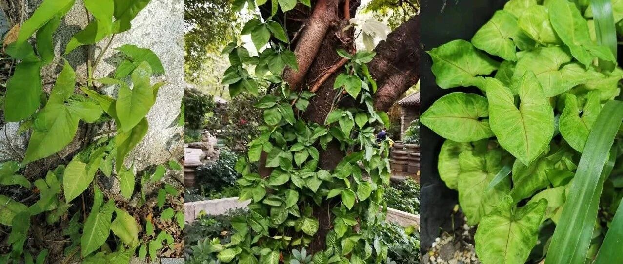 合果芋是否在爬藤，叶片是两种形态，很容易被误以为是两种植物