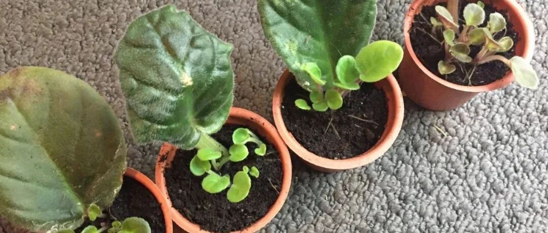 6种能叶插繁殖的室内观叶植物，一片叶子可以繁殖一盆新植物