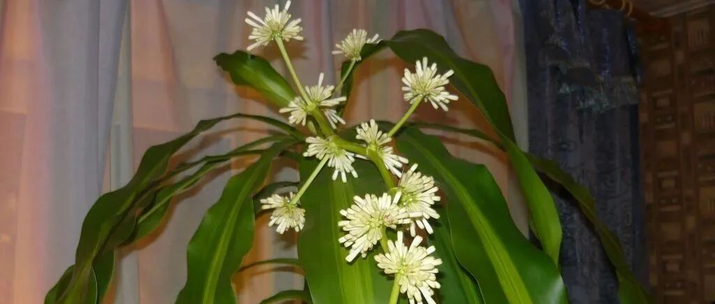 可水培和土培栽种的巴西木盆栽，养室内也能开出一串串的花朵