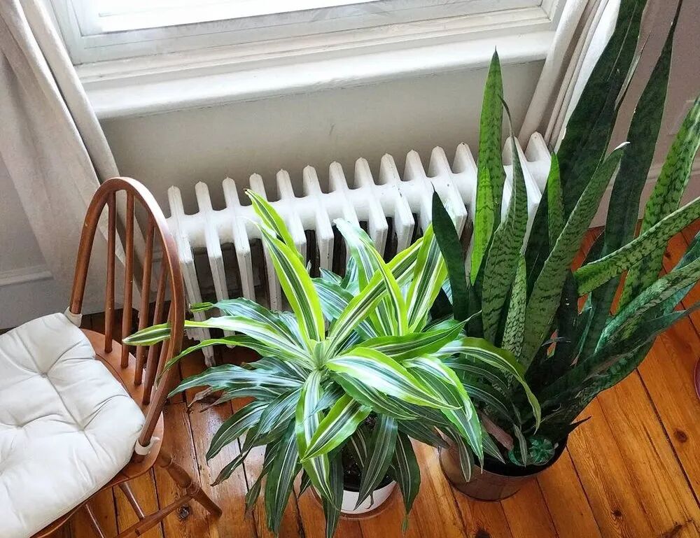 室内植物多久浇水一次 按照时间表浇水 植物很容易黄叶枯萎 生活家 生活资讯 生活315 生活指南 生活品位 微信头条新闻公众号文章收集网