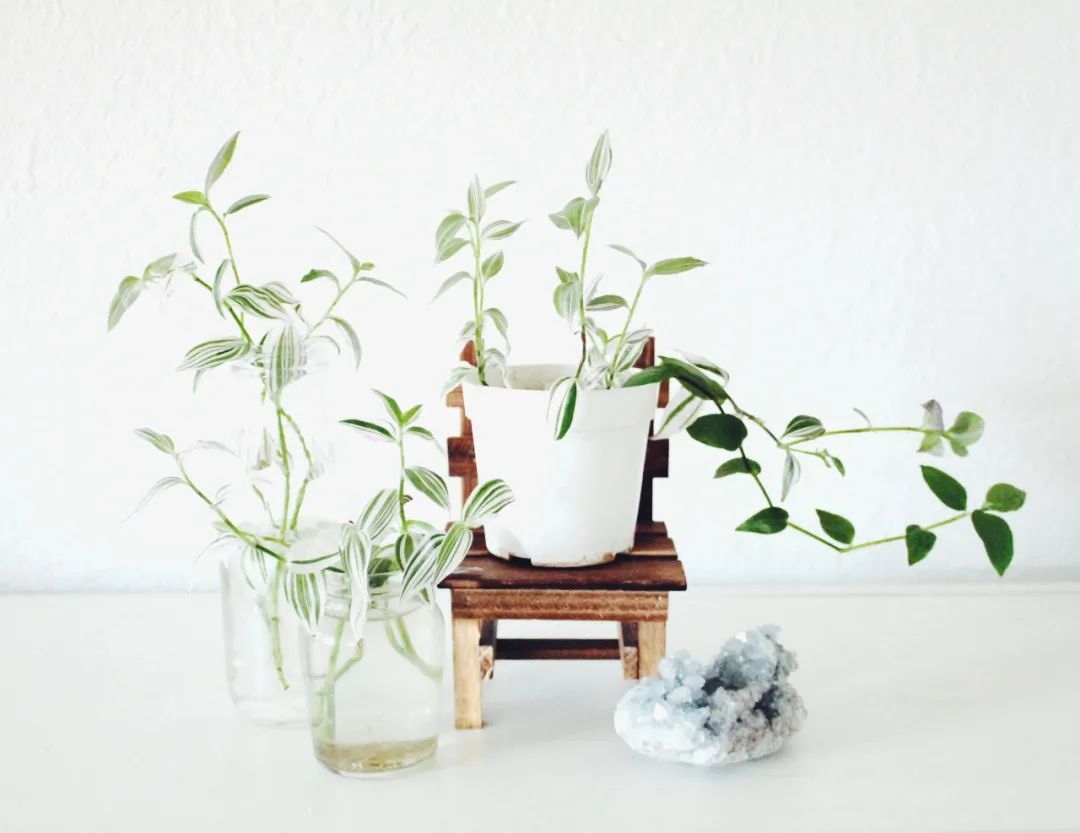 室内植物多久浇水一次 按照时间表浇水 植物很容易黄叶枯萎 生活家 生活资讯 生活315 生活指南 生活品位 微信头条新闻公众号文章收集网