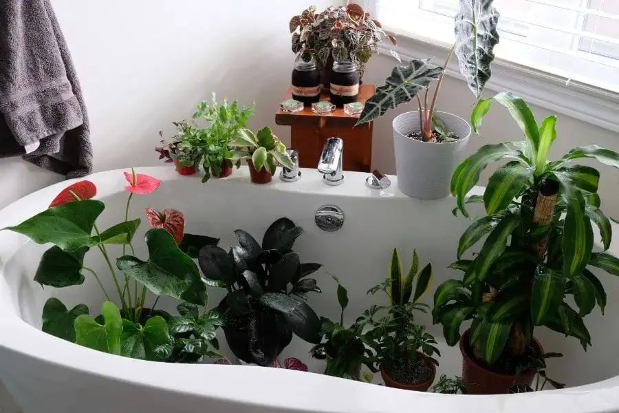 室内植物多久浇水一次 按照时间表浇水 植物很容易黄叶枯萎 生活家 生活资讯 生活315 生活指南 生活品位 微信头条新闻公众号文章收集网