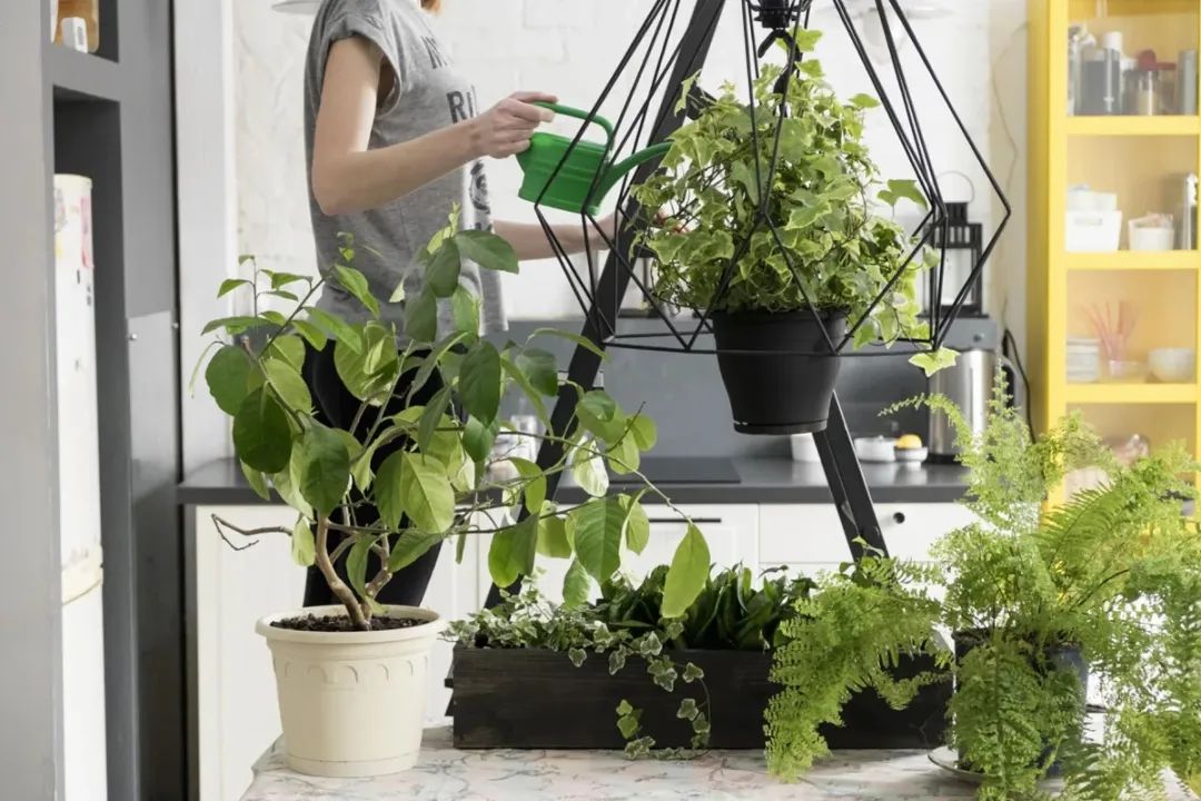 室内植物多久浇水一次 按照时间表浇水 植物很容易黄叶枯萎 养花交流 二十次幂