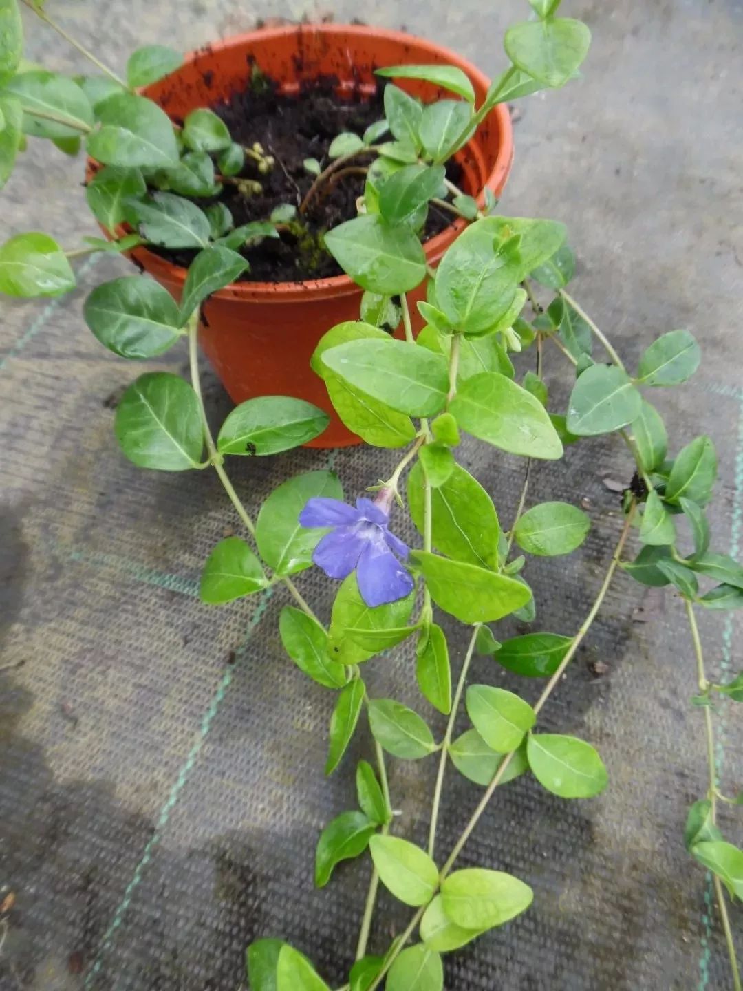 不想在院子裡種草坪，這些觀賞花很適合，光照充足和遮陰處都能養 家居 第3張