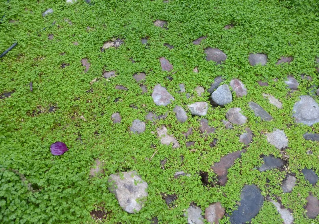 不想在院子裡種草坪，這些觀賞花很適合，光照充足和遮陰處都能養 家居 第10張