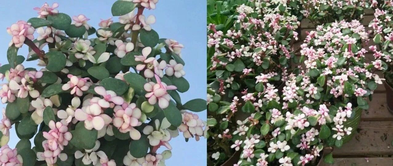 金枝玉叶是大象很喜欢吃的植物，枝条掉地上就能繁殖，特别好养