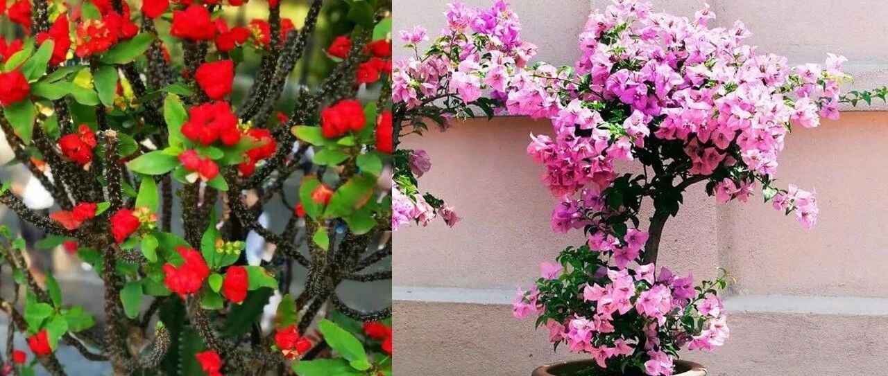 ​适合粗养的几种观赏花卉，盆土偶尔干燥，适当控水才容易开花