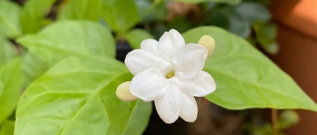 便宜买来的盆栽茉莉开完花就枯萎，花叶不断掉，你一开始就买错了