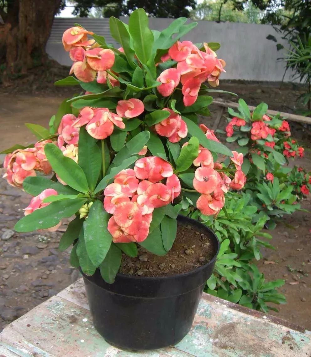 8种花朵迷人的热带灌木，南北地区都能栽种，适合养成盆栽