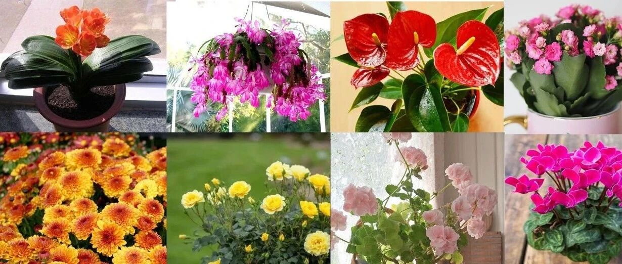 10种适合在秋季购买的盆栽花卉，提前买好，冬春时节持续有花开